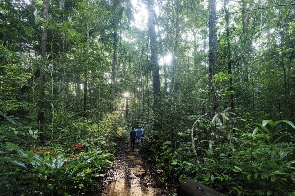Environmentalists roam the Kaxiana National Forest at Para State University in Brazil. Scientists mimic droughts to understand how rainforests will respond to the future of dryers on Saturday, March 22, 2025 (AP Photo/Jorge Centz)