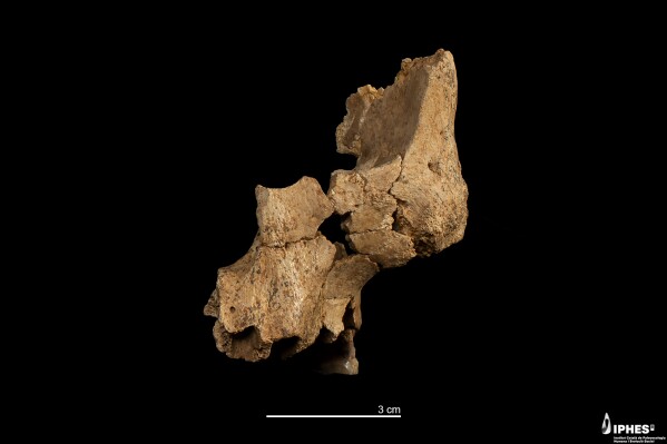 This image provided by the Catalan Institute of Human Paleoecology and Social Evolution in March 2025, shows a fossil of the left midface of a hominin between 1.1 million and 1.4 million years old recovered from the Sima del Elefante site in Sierra de Atapuerca, Burgos, Spain. (Maria D. Guillén/IPHES-CERCA via AP)