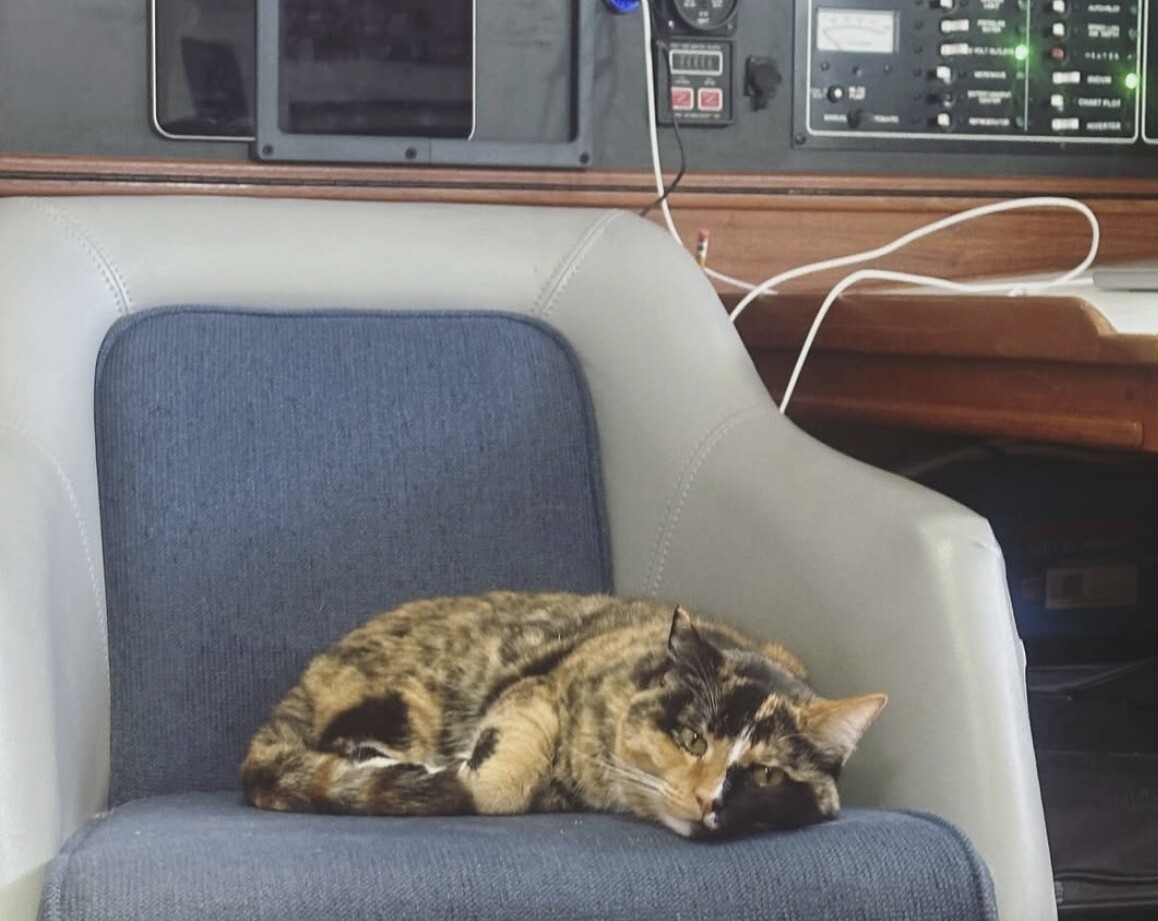 Man quits job to sail from Oregon to Hawaii with his cat Phoenix after diagnosis