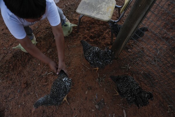 Liam Gillis, 7, corrals his chickens, Tuesday, Oct. 8, 2024, at his home on the Navajo Nation in Halchita, Utah. (AP Photo/Joshua A. Bickel)