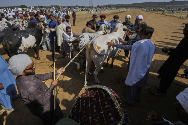 Members of a team try to line up a pair of bull as a jockey, left bottom, prepares himself for start during a traditional bull race competition, in Malal, a village of Attock district, in Pakistan, Thursday, May 15, 2025. (AP Photo/Anjum Naveed)