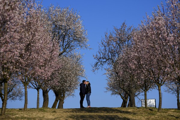 A couple kiss on a warm day at a blooming almond grove in Hustopece, Czech Republic, Tuesday, March 19, 2024. Masses of white and pink blossoms in a rare almond grove in the Czech Republic appeared earlier than usual after one of the hottest winters on record. (AP Photo/Petr David Josek)