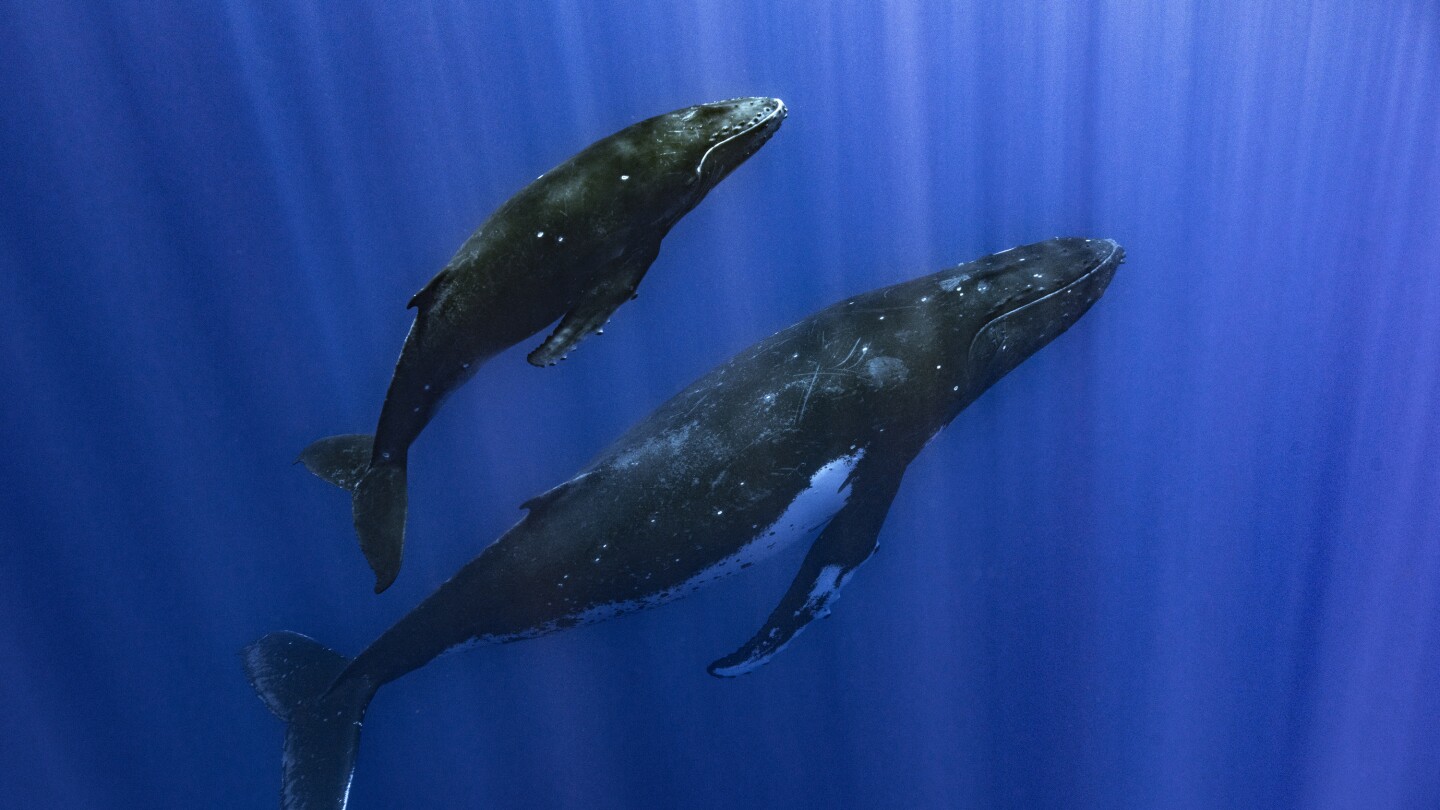 Как пеят китовете? Учените посочват специализирана гласова кутия, каквато другите животни нямат