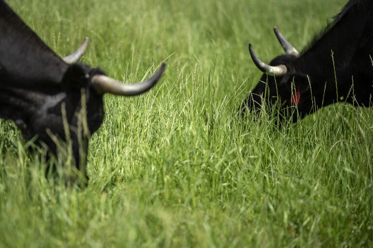 Cattle graze on grass at Hobbs Magaret's ranch in Lufkin, Texas, Tuesday, April 18, 2023. Magaret sells his cattle directly to customers, who typically purchase a whole or half animal. Magaret can get a high price because buyers also are paying for the "relationship" he has with each animal and pay a premium for this unique connection. (AP Photo/David Goldman)