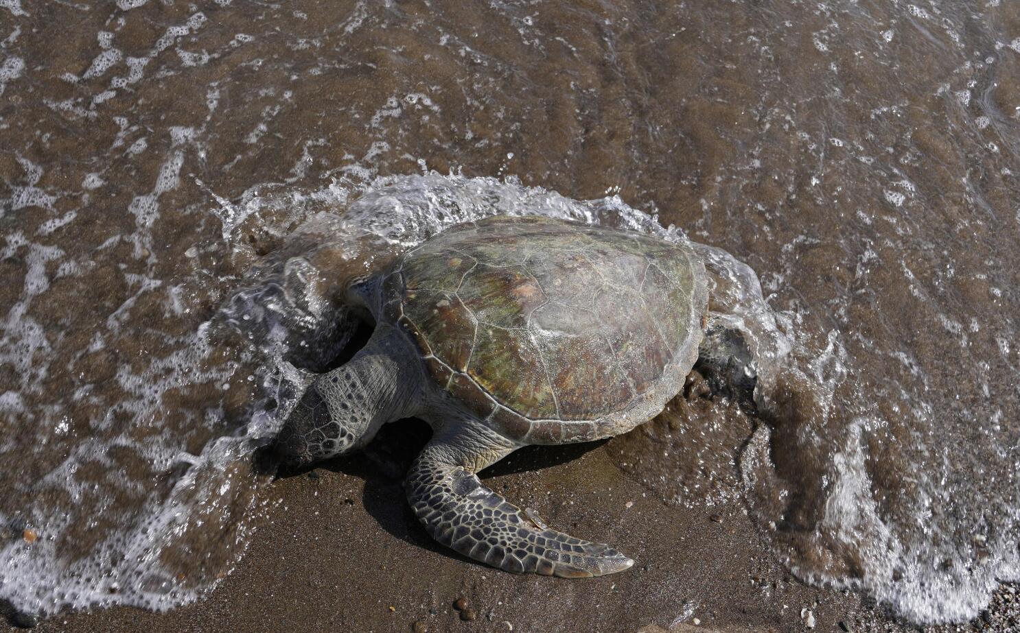 Turtles dying from eating trash show plastics scourge in UAE   AP News