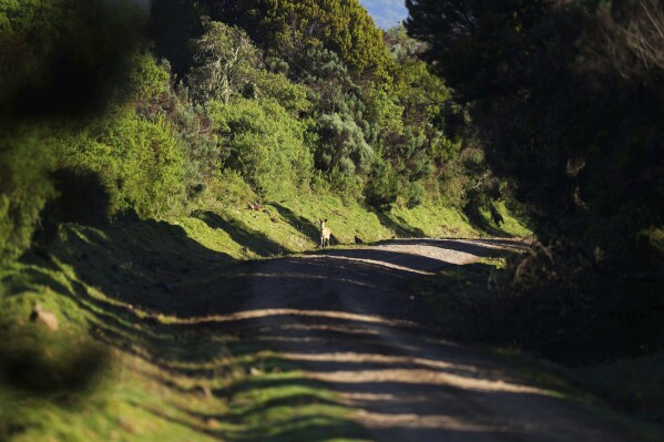 A Cape bushbuck walks through the Aberdare National Park in Nyeri, Kenya, Jan. 25, 2024. The Kenyan government wants to build a tarmac road to connect two counties through the Aberdare Range and scientists and conservationists say the project would have an irreversible impact on the ecosystem. (AP Photo/Brian Inganga)