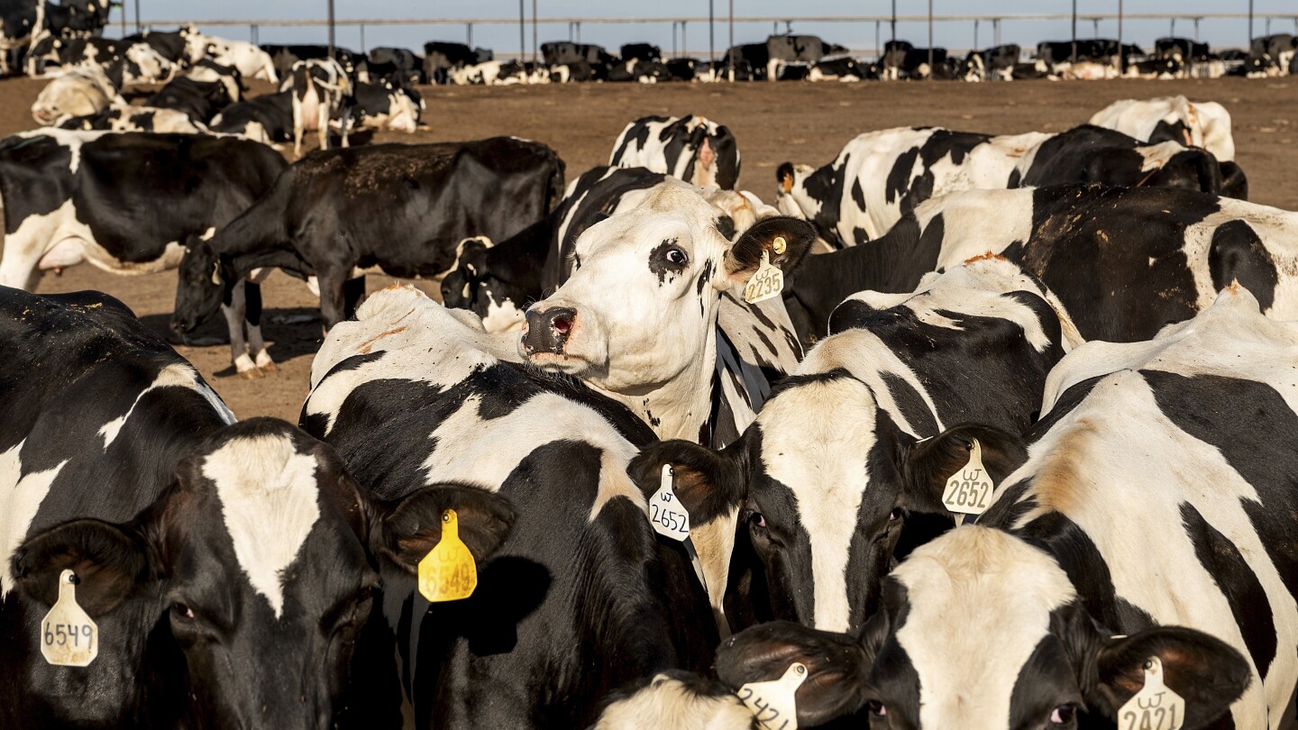 Превръщането на кравешки тор в гориво е нарастващо решение за климата, но критиците казват, че общностите са изложени на риск