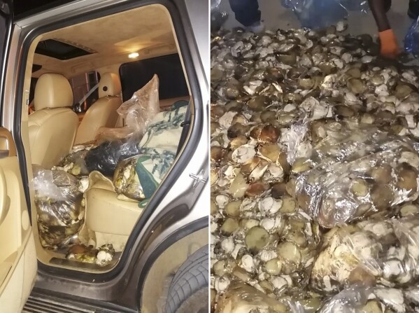 This combination of images provided by the South African Police Service shows abalone from different poaching busts in South Africa during 2023. Organized crime and turf battles over illegal abalone that are sometimes marked by brutal gang killings have overwhelmed South African coastal communities. (Courtesy of SAPS via AP)