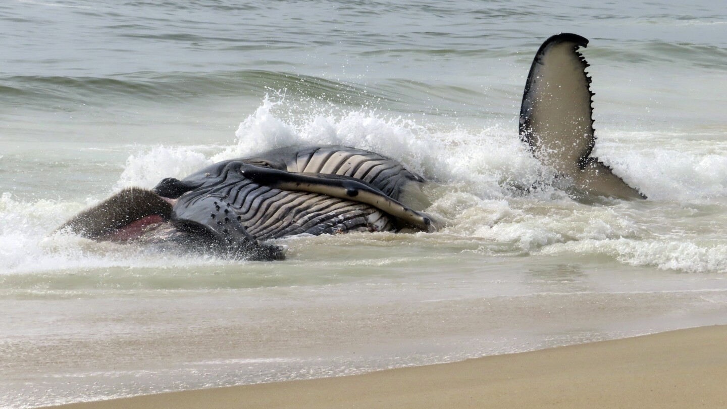Dead whale on New Jersey's Long Beach Island is first of the year, stranding group says
