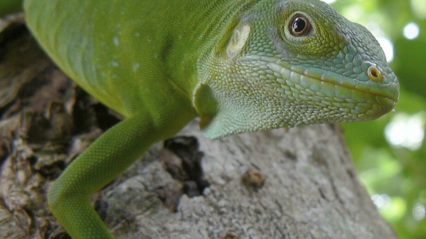 Iguanas most likely crossed the Pacific hundreds of thousands of years in the past on a record-setting rafting go back and forth