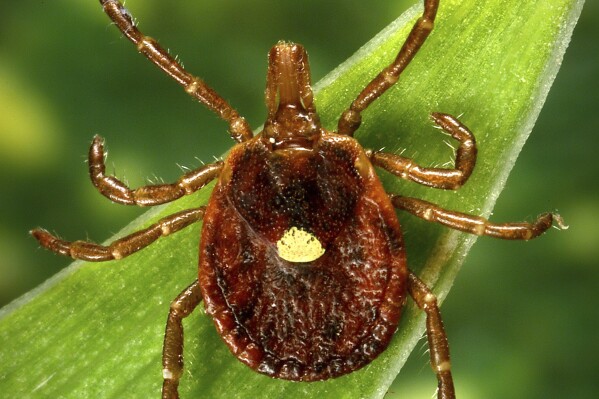 This undated photo provided by the U.S. Centers for Disease Control and Prevention shows a female Lone Star tick, which despite its Texas-sounding name, is found mainly in the Southeast. At least 100,000 people in the U.S. have become allergic to red meat since 2010 because of a weird syndrome triggered by tick bites. That's according to a new government report. But health officials believe more have the problem and don’t know it, and the actual number is more than than four times higher. The Centers for Disease Control and Prevention on Thursday, July 27, 2023 released two reports on the growing tick-borne allergy problem. (James Gathany/CDC via AP)