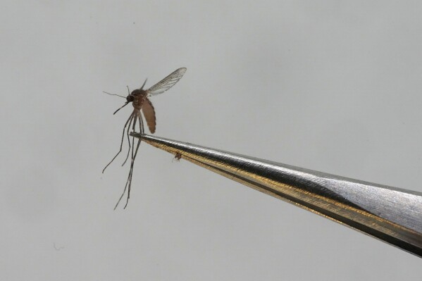 A Culex tarsalis mosquito is shown at the Salt Lake City Mosquito Abatement District on Monday, Aug. 28, 2023, in Salt Lake City. Mosquitoes can carry viruses including dengue, yellow fever, chikungunya and Zika. They are especially threatening to public health in Asia and Africa but are also closely monitored in the United States. (AP Photo/Rick Bowmer)