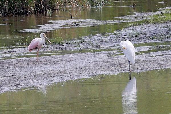 A roseate spoonbill, left, rests on a sandbar in a marshy area of Wilderness Park off Saline-Milan Road in Saline, Mich., on Tuesday, July 20, 2021. The bird typically lives in the Gulf Coast region. (Eric Seals/Detroit Free Press via AP)