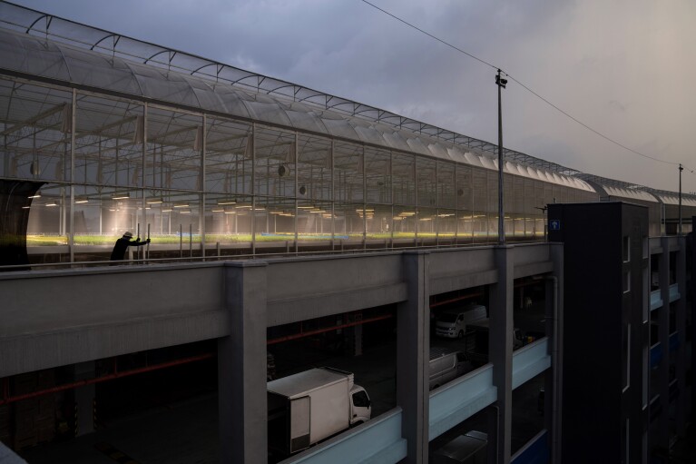 A worker pushes a cart next to plants growing at ComCrop, Singapore's first commercial rooftop farm, Friday, July 14, 2023. ComCrop produces about 20 tons of kale, lettuce and herbs a month using a system that relies on nutrient-rich water instead of soil, solar power, and carefully controlled temperatures, wind and light levels. (AP Photo/David Goldman)