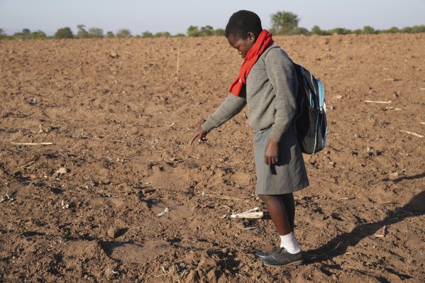 Esther Bote, 14, points to elephant footprints in a field on the periphery of Save Valley Conservancy, Zimbabwe on Tuesday, July 9, 2024. The conservancy and the country's parks agency have been running a program for school-age children on how to recognize danger signs and how to coexist with wildlife. (AP Photo/Tsvangirayi Mukwazhi)