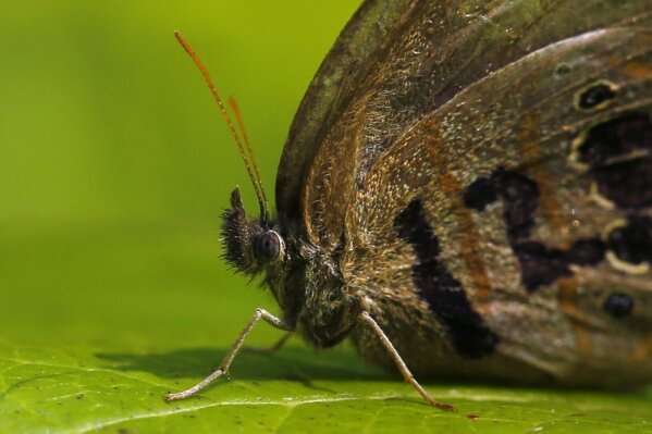 A St. Francis Satyr butterfly rests on a leaf in a swamp at Fort Bragg in North Carolina. Its wing was marked for identification by a biologist studying the rare insect. (AP Photo/Robert F. Bukaty)