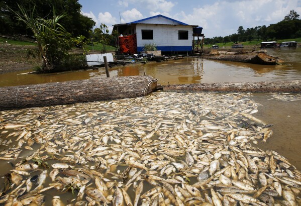 FILE - Dead fish float in Piranha Lake due to a severe drought in the state of Amazonas, in Manacapuru, Brazil, Sept. 27, 2023. The extreme drought sweeping across Brazil’s Amazon rainforest is already impacting hundreds of thousands of people and killing local wildlife. (AP Photo/Edmar Barros, File)