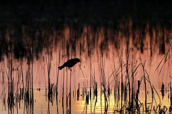 FILE - A Yellow-headed blackbird perches in a wetland on June 20, 2019, near Menoken, N.D. A federal judge on Wednesday, April 12, 2023, temporarily blocked a federal rule in 24 states that is intended to protect thousands of small streams, wetlands and other waterways throughout the nation. (AP Photo/Charlie Riedel, File)