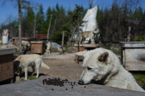 A dog, one of Dave Daley, a member of the Metis Nation, eats, Thursday, Aug. 8, 2024, in Churchill, Manitoba. (AP Photo/Joshua A. Bickel)