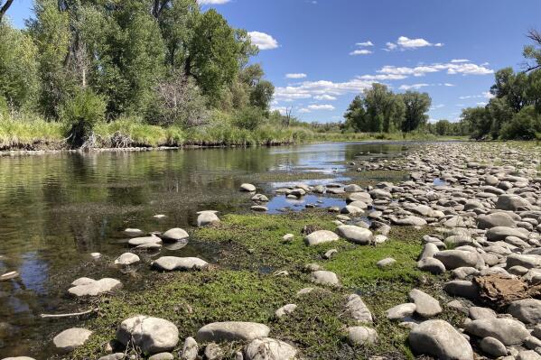 Exposed rocks and aquatic plants are seen alongside the North Platte River at Treasure Island in southern Wyoming, on Tuesday,Aug. 24, 2021.The upper North Platte is one of several renowned trout streams affected by climate change, which has brought both abnormally dry, and sometimes unusually wet, conditions to the western U.S. (AP Photo/Mead Gruver)