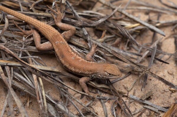 FILE - In this May 1, 2015, file photo is a Dunes Sagebrush lizard in New Mexico. The Trump administration wants to put greater weight on the economic benefits of development when deciding if land or water should be protected for imperiled species. (U.S. Fish and Wildlife Service via AP, File)
