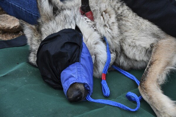 This June 7, 2023, image provided by the U.S. Fish and Wildlife Service shows the female Mexican gray wolf F2754 during a health check before being released into the wild in southeastern Arizona. Federal biologists confirmed, Thursday, Nov. 2, 2023, that the wolf has traveled beyond the boundaries of the Mexican gray wolf recovery area for the second time and has been located west of Jemez Springs, New Mexico. (Aislinn Maestas/U.S. Fish and Wildlife Service via AP)