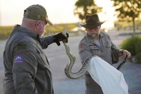 Contractors with the Florida Fish and Wildlife Conservation Commission, Thomas Aycock, left, and Tom Rahill, founder of the Swamp Apes, a veterans therapy nonprofit, show off an invasive Burmese python caught earlier, as they wait for sunset to hunt pythons, Tuesday, Aug. 13, 2024, in the Florida Everglades. (AP Photo/Wilfredo Lee)