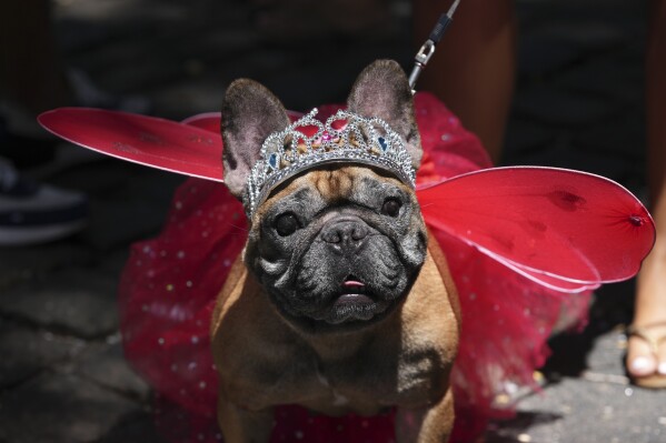 A dog named Julia, wearing a tiara and wings, attends the "Blocao" dog carnival parade in Rio de Janeiro, Brazil, Saturday, March 1, 2025. (AP Photo/Silvia Izquierdo)