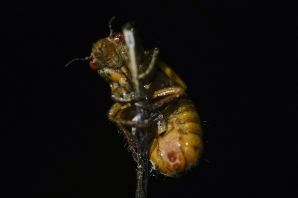 A periodical cicada nymph clings to the tip of a twig on late Friday, May 17, 2024, in Charleston, Ill. (AP Photo/Carolyn Kaster)