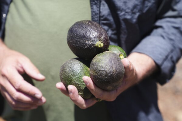 Productores de aguacate en California dicen que importaciones mexicanas han  impulsado sus ventas | AP News