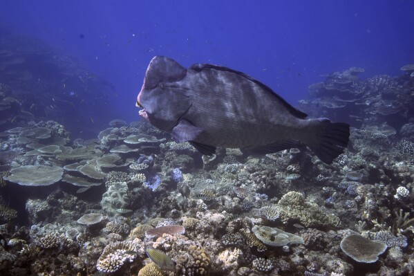 FILE - A Bumphead parrotfish swims above corals on Moore Reef in Gunggandji Sea Country off the coast of Queensland in eastern Australia on Nov. 13, 2022. The Australian government on Tuesday, Aug. 1, 2023, welcomed a draft UNESCO decision to a lift a threat of downgrading the Great Barrier Reef to an endangered World Heritage site. (AP Photo/Sam McNeil, File)