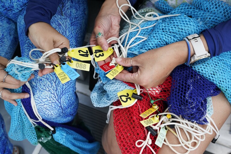 Grad student Berfin Sagir, left, and Research associate Catherine Lachnit sort numbered bags that will be used to collect coral fragments, Friday, Aug. 4, 2023, in Key Biscayne, Fla. (AP Photo/Wilfredo Lee)