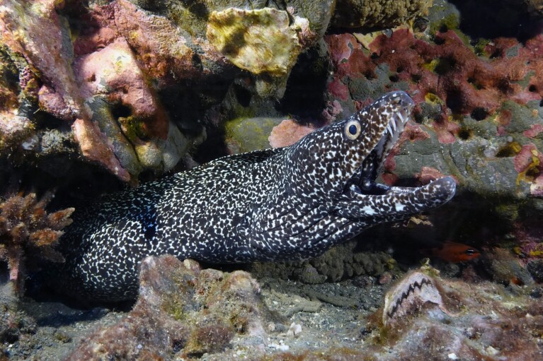 A spotted moray eel emerging from rocks and reefs at Flower Garden Banks National Marine Sanctuary, Sunday, September 2019. November 17, 2023. (AP Photo/LM Otero)