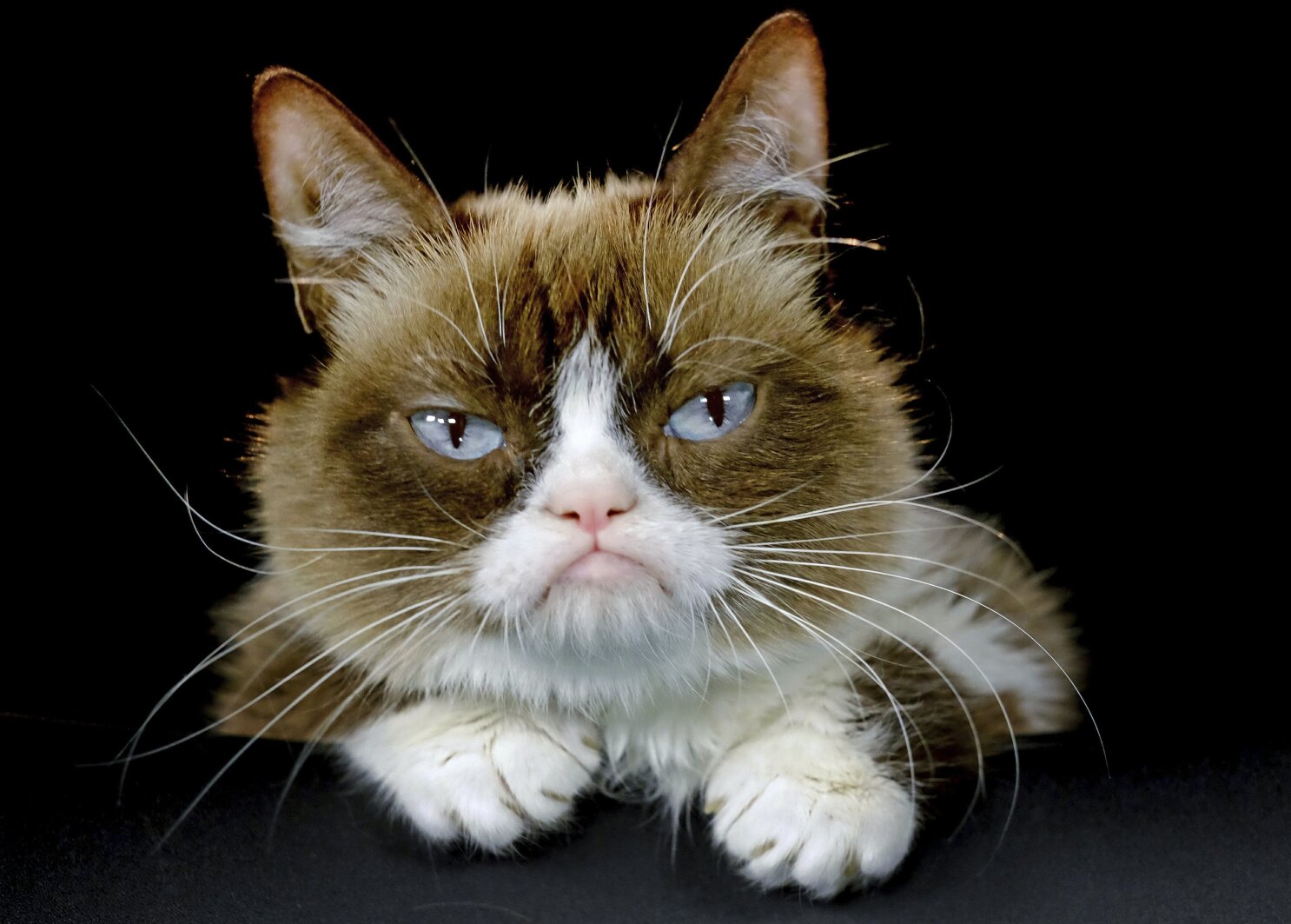 grumpy cat have a nice day