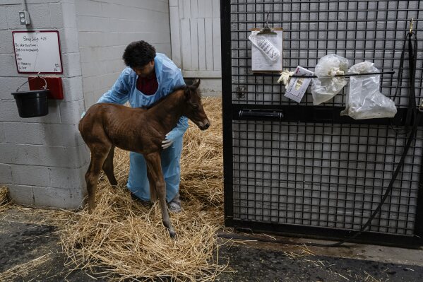 Nicholas Valentin holds onto a one-day-old foal outside of its stall at a farm that is home to a program that offers addicts a chance to care for animals with the goal of landing a job related to the racing industry and putting themselves on a new path, in Nicholasville, Ky., on Tuesday, May 6, 2025. (AP Photo/Jon Cherry)
