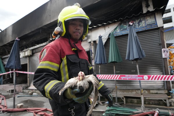 Thai rescuer carries a survived chicken from a fire at the Chatuchak weekend market in Bangkok, Thailand, Tuesday, June 11, 2024. Hundreds of caged animals died Tuesday after the fire struck Chatuchak Weekend Market, one of the most famous markets in Thailand’s capital. (AP Photo/Sakchai Lalit)