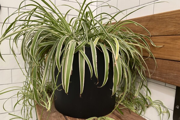 This Dec. 7, 2023, image provided by Jessica Damiano shows a spider plant displayed on a shower seat on Long Island, NY. (Jessica Damiano via AP)