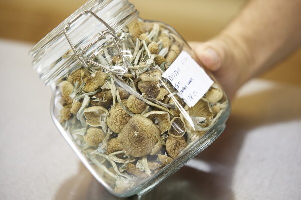 Gared Hansen shows psilocybin mushrooms that are ready for distribution in his Uptown Fungus lab in Springfield, Ore., Monday, Aug. 14, 2023. (AP Photo/Craig Mitchelldyer)