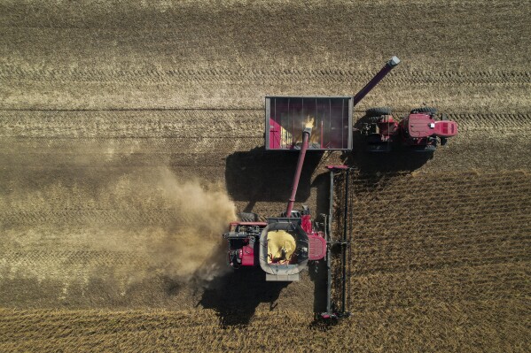 FILE - A combine, bottom, unloads grain into a wagon, top, while harvesting soybeans, Oct. 10, 2023, at a farm near Allerton, Ill. On Wednesday, the Labor Department releases producer prices data for November. The producer price index is an indicator measuring inflation at the wholesale level, hitting businesses before they pass costs along to consumers. (AP Photo/Joshua A. Bickel, File)