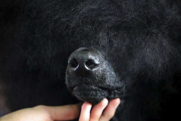 
              Siba, a standard poodle, is groomed before competing in the Best of Breed event at the Westminster Kennel Club dog show on Monday, Feb. 11, 2019, in New York. (AP Photo/Wong Maye-E)
            