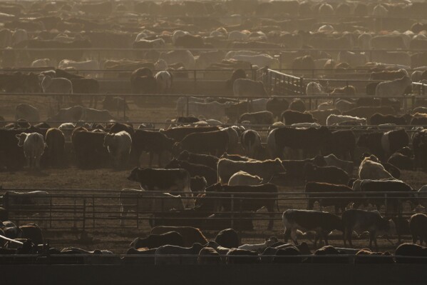 Cattle are penned at a feedlot, Tuesday, April 15, 2025, in Cactus, Texas. (AP Photo/Eric Gay)