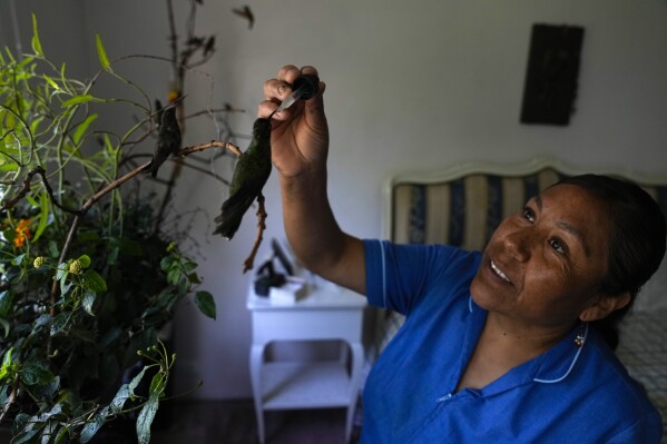 Cecilia Santos uses an eyedropper to feed a hummingbird in the home of Catia Lattouf who has turned her apartment into a makeshift clinic for the tiny birds, in Mexico City, Monday, Aug. 7, 2023. Lattouf with Santos, who she calls the “hummingbird nanny,” care for the birds in long days that stretch from 5 a.m. into the night. (AP Photo/Fernando Llano)