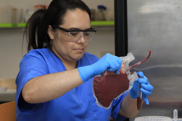 A scientist fills a tube with human blood to be fed to the female mosquitoes bred at the World Mosquito Program’s factory in Medellin, Colombia, Thursday, Aug. 10, 2023.