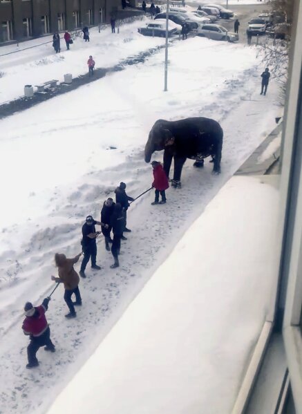 In this handout photo taken from a footage and released by Ksenia Tsybizova, Circus workers pull an elephant in Yekaterinburg, Russia, Friday, Jan. 24, 2020. Two elephants escaped from a local circus while its troupe tried to load then into a truck to head to the next destination.(Ksenia Tsybizova via AP)
