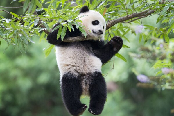 FILE - Panda cub Bao Bao hangs from a tree in her habitat at the National Zoo, Aug. 23, 2014, in Washington. Panda lovers in America received a much-needed injection of hope Wednesday, Nov. 15, 2023, as Chinese President Xi Jinping said his government was “ready to continue” loaning the black and white icons to American zoos. (AP Photo/Pablo Martinez Monsivais, File)