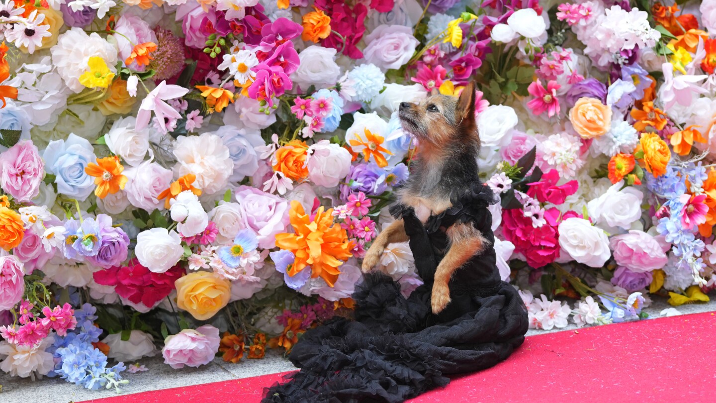 СНИМКИ: На Pet Gala модата отива при кучетата