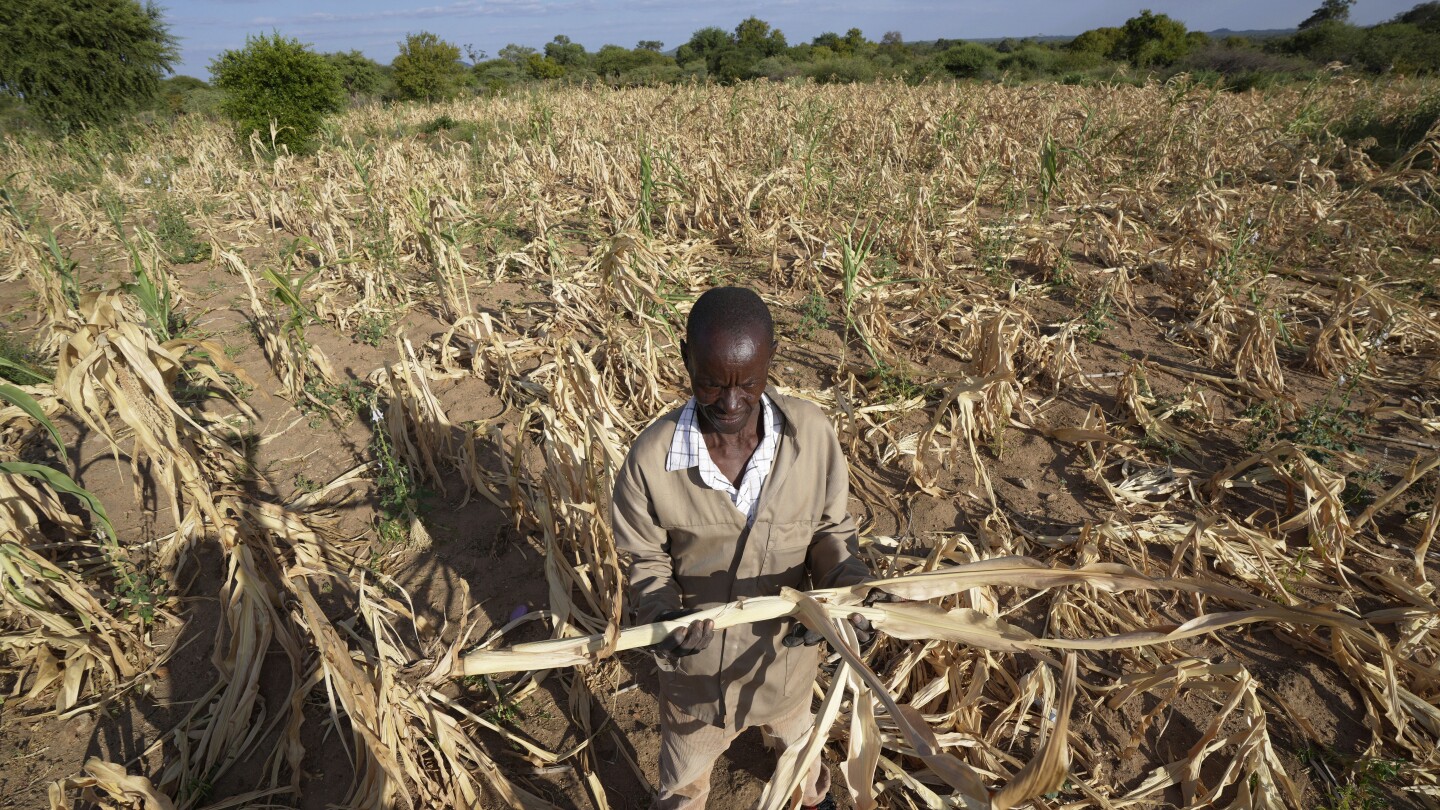 MANGWE, Зимбабве (AP) — Деликатно и с интензивна концентрация, Zanyiwe