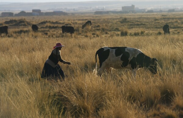 An Aymara woman herds her cow on a drought-damaged field, in Villa Andrani, on the outskirts of El Alto, Bolivia, Friday, Sept. 15, 2023. More than 80% of Bolivia's municipalities are affected by drought conditions, according to the Civil Defense Vice Ministry. (AP Photo/Juan Karita)