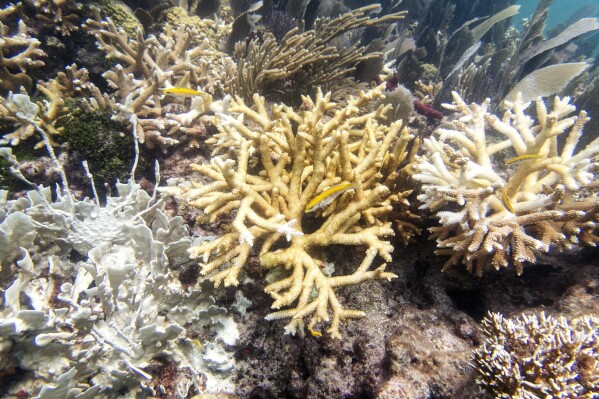 This photo provided by the University of Miami Coral Reef Futures Lab, shows fire coral and staghorn corals with bleaching, tissue loss, and recent mortality on Thursday, July 20, 2023, in the North Dry Rocks Reef off the coast of Key Largo, Fla. Some Florida Keys corals are losing their color weeks earlier in the summer than has been documented before, meaning they are under stress and their health is potentially endangered, federal scientists said. (Liv Williamson/University of Miami Rosenstiel School of Marine, Atmospheric, and Earth Science via AP)