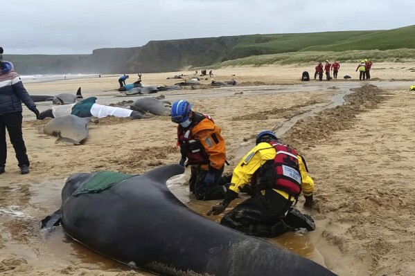 Pod of 55 pilot whales die after being stranded on a beach in Scotland –  KXAN Austin